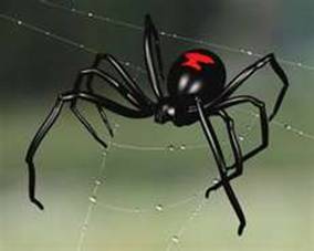 black widow spider