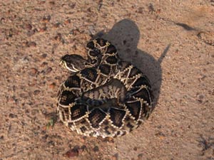 diamondback rattlesnake