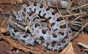 pigmy rattlesnake
