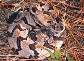 timber rattlesnake